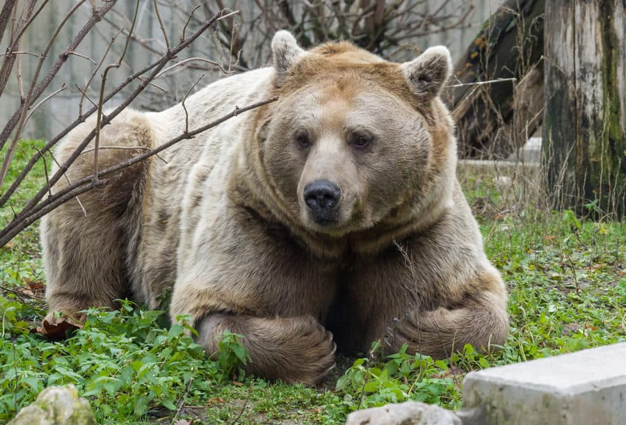 Neuer Syrischer Braunbar Im Zoo Heidelberg