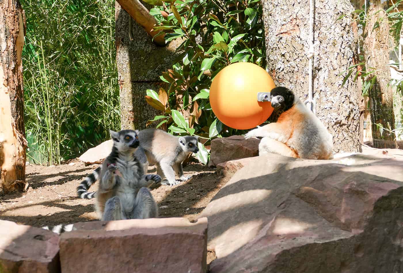 Lemuren im Zoo Heidelberg (Foto: Petra Medan/Zoo Heidelberg)