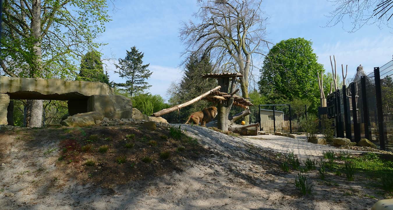 Überblick über die Löwenanlage (Foto: Petra Medan/Zoo Heidelberg)