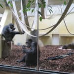 Schimpanse Epulu mit Susi und Lulu (Foto: Zoo Heidelberg)