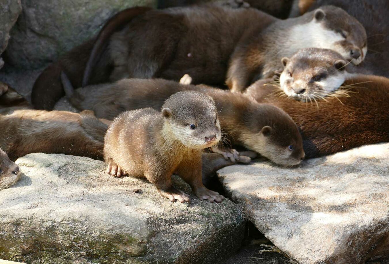 Baby Otter Im Zoo Heidelberg