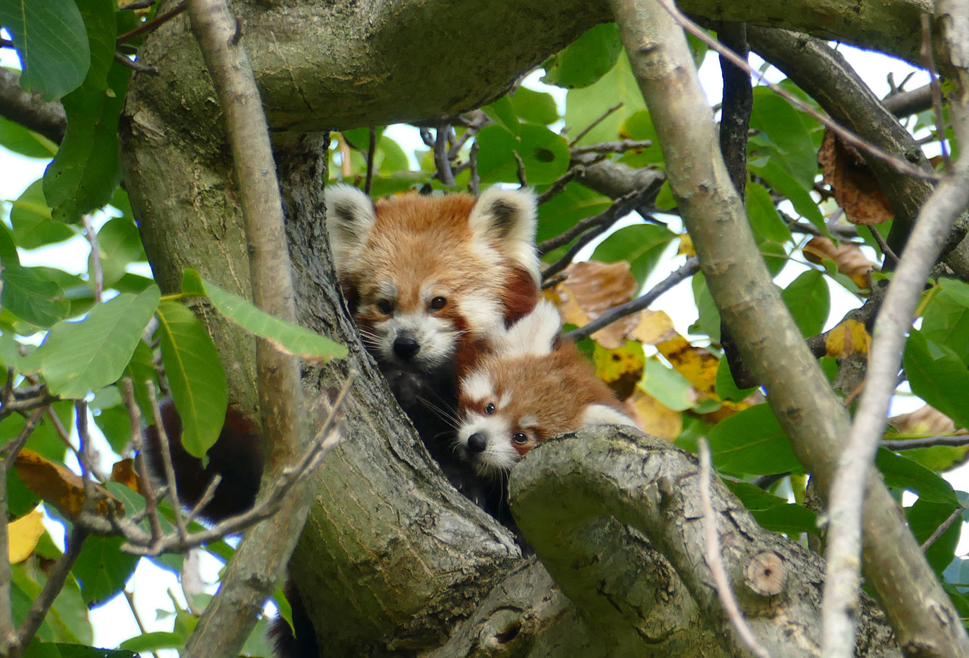 In der Nähe von Basel gibt's zwei süsse Rote Panda-Babys zu sehen