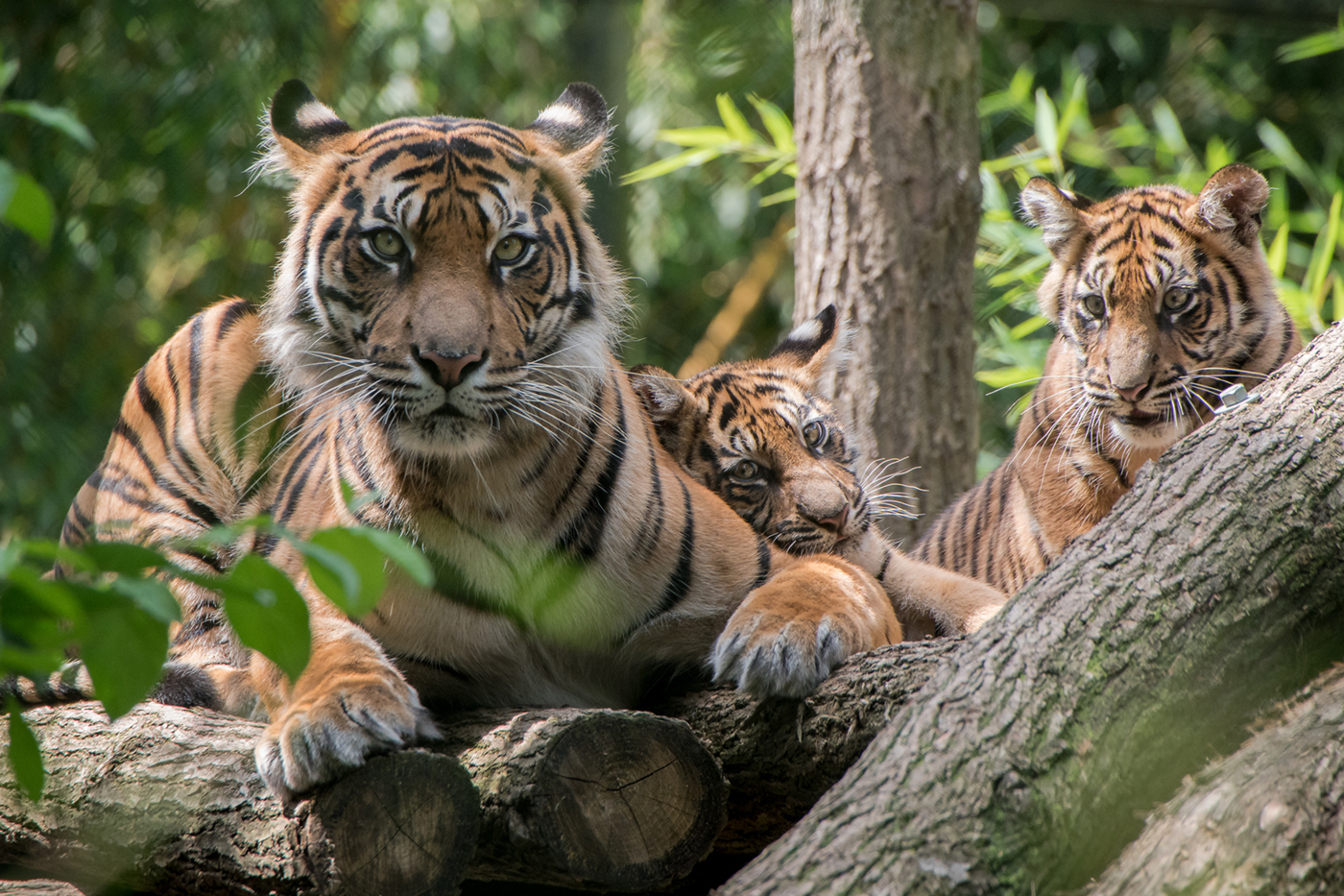 Tigerfamilie im Zoo Heidelberg