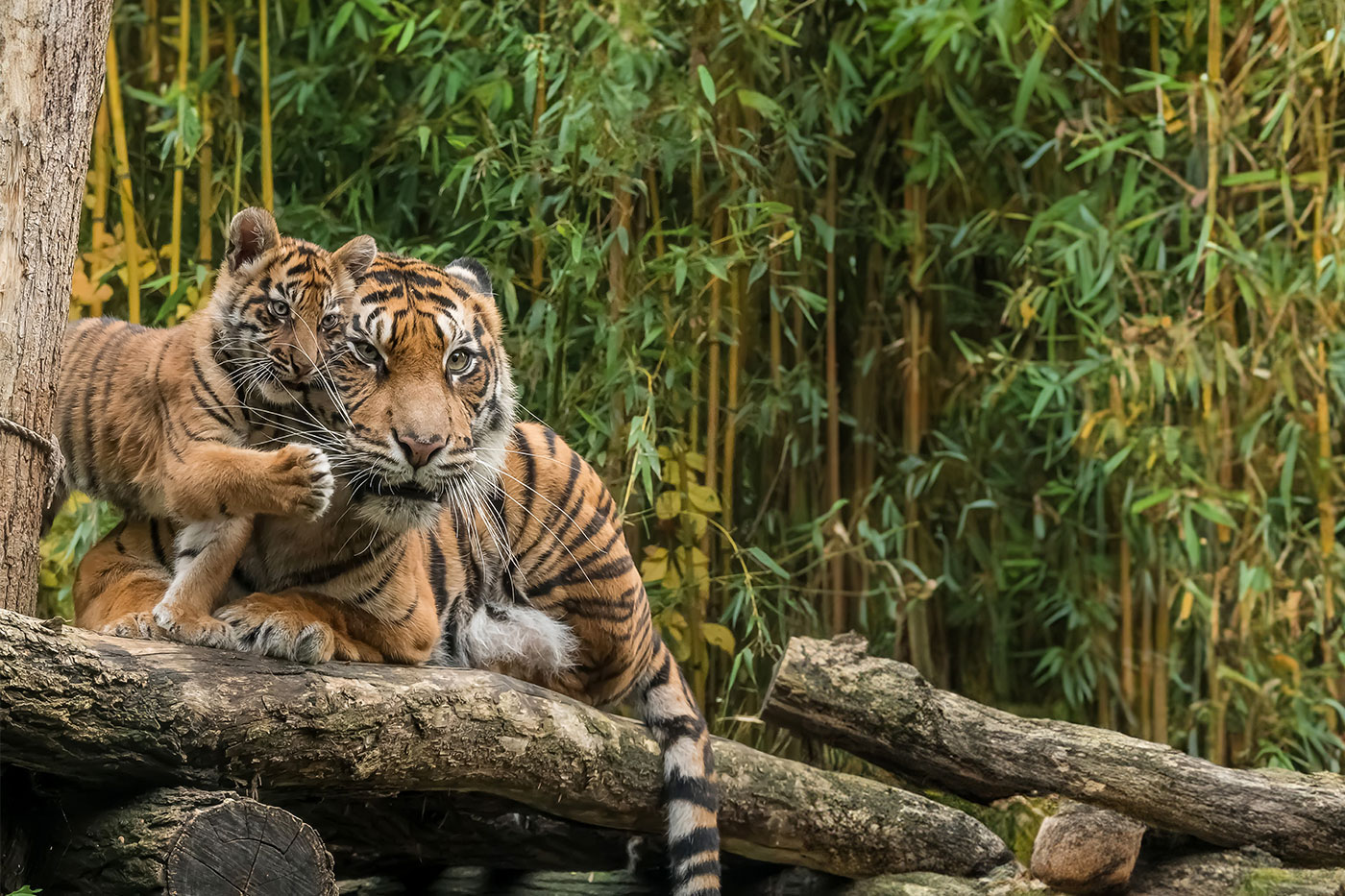 Sumatratiger mit Nachwuchs