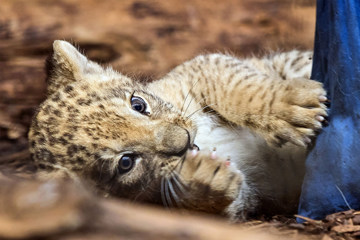 Tierärztliche Erstuntersuchung: Berberlöwennachwuchs ist ein Kater und topfit.