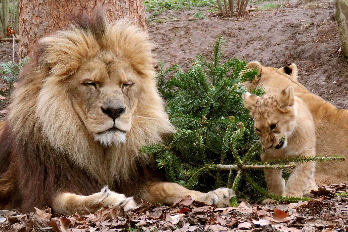 Die Löwenfamilie unter der Tanne – für die Raubkatzen ist der Nadelduft ein weihnachtliches Highlight. (Zoo Heidelberg)