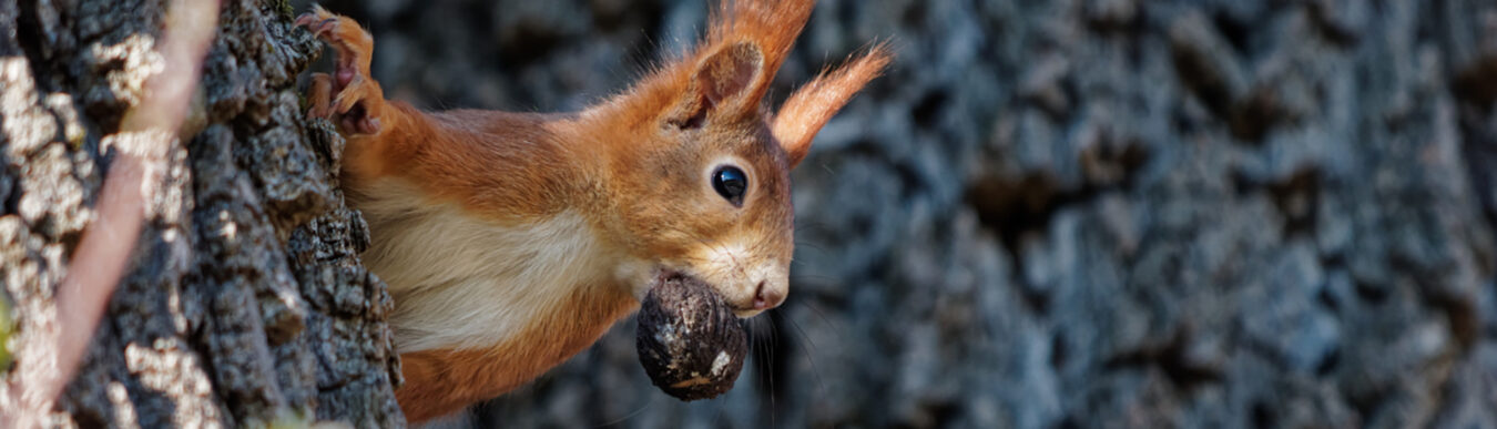 Eichhörnchen mit einer Nuss im Maul sitzt auf einem Baum im Zoo Heidelberg (Foto: K.W./Zoo Heidelberg)