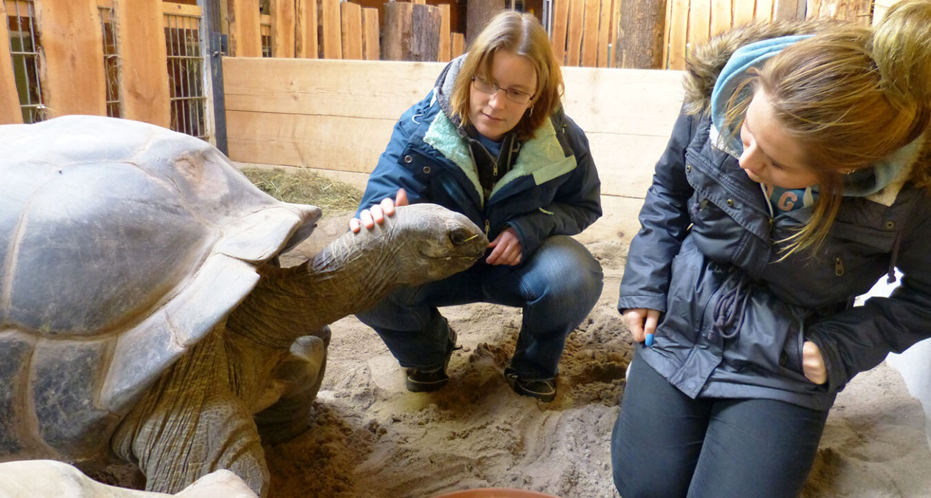 Zwei Frauen kommen bei der Tierbegegnung den Riesenschildkröten sehr nahe und dürfen diese streicheln. (Foto: Zoo Heidelberg)