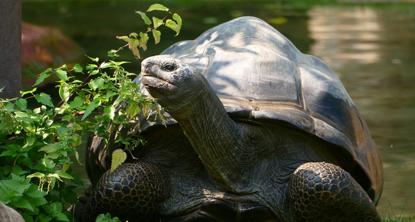 Riesenschildkröte im Zoo sitzt am Rand eines Wasserbecken und frisst an einem Brennnesselbuch. (Foto: Zoo Heidelberg)