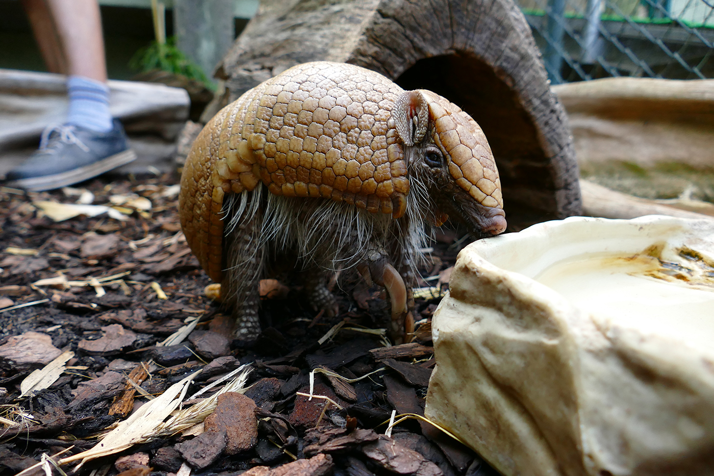 Foto 1: Südliches Kugelgürteltier im Zoo Heidelberg. (Foto: Zoo Heidelberg)