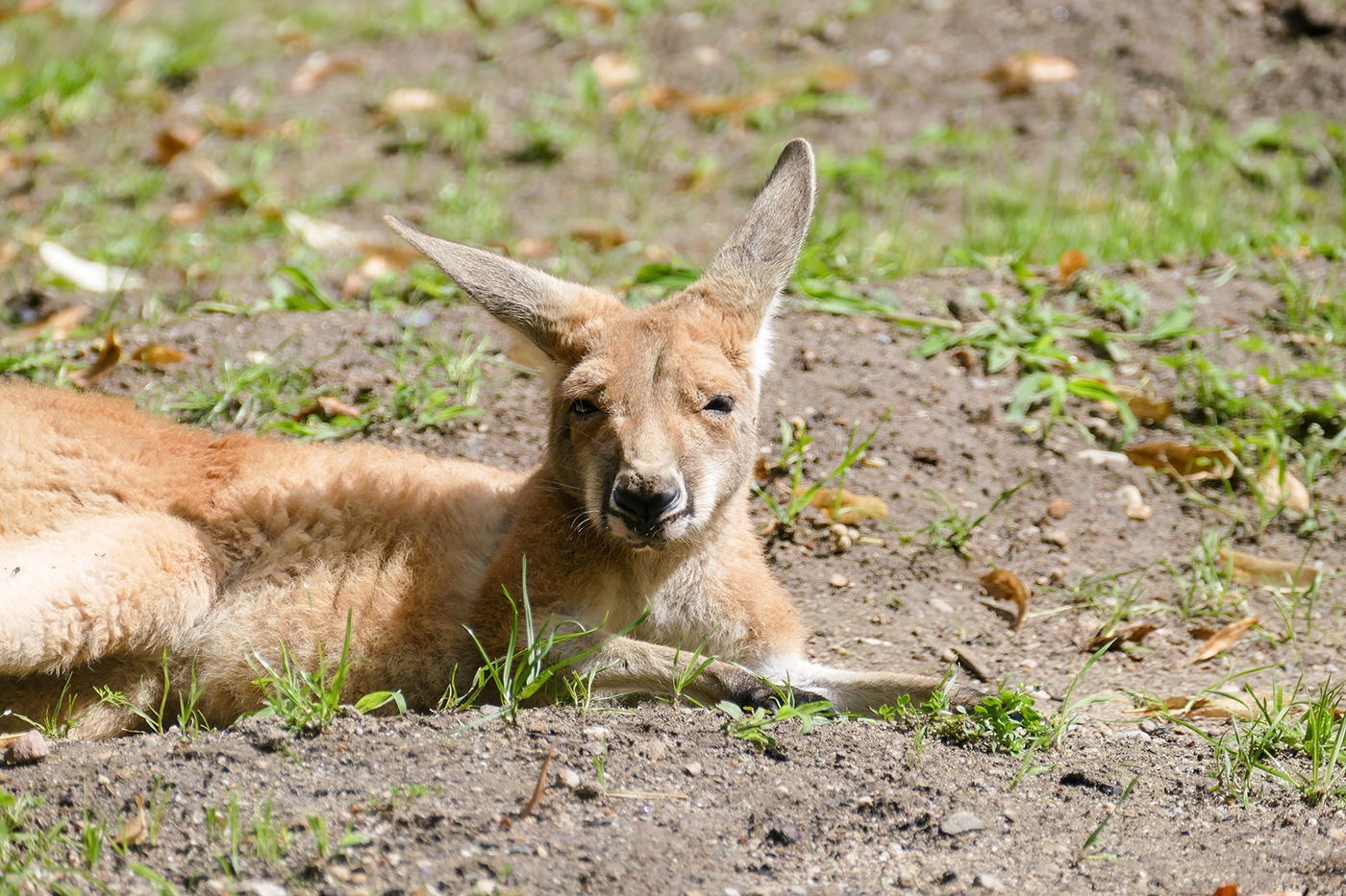 Auf der neuen Australienwiese können Besucher den Roten Riesenkängurus künftig ganz nahekommen.