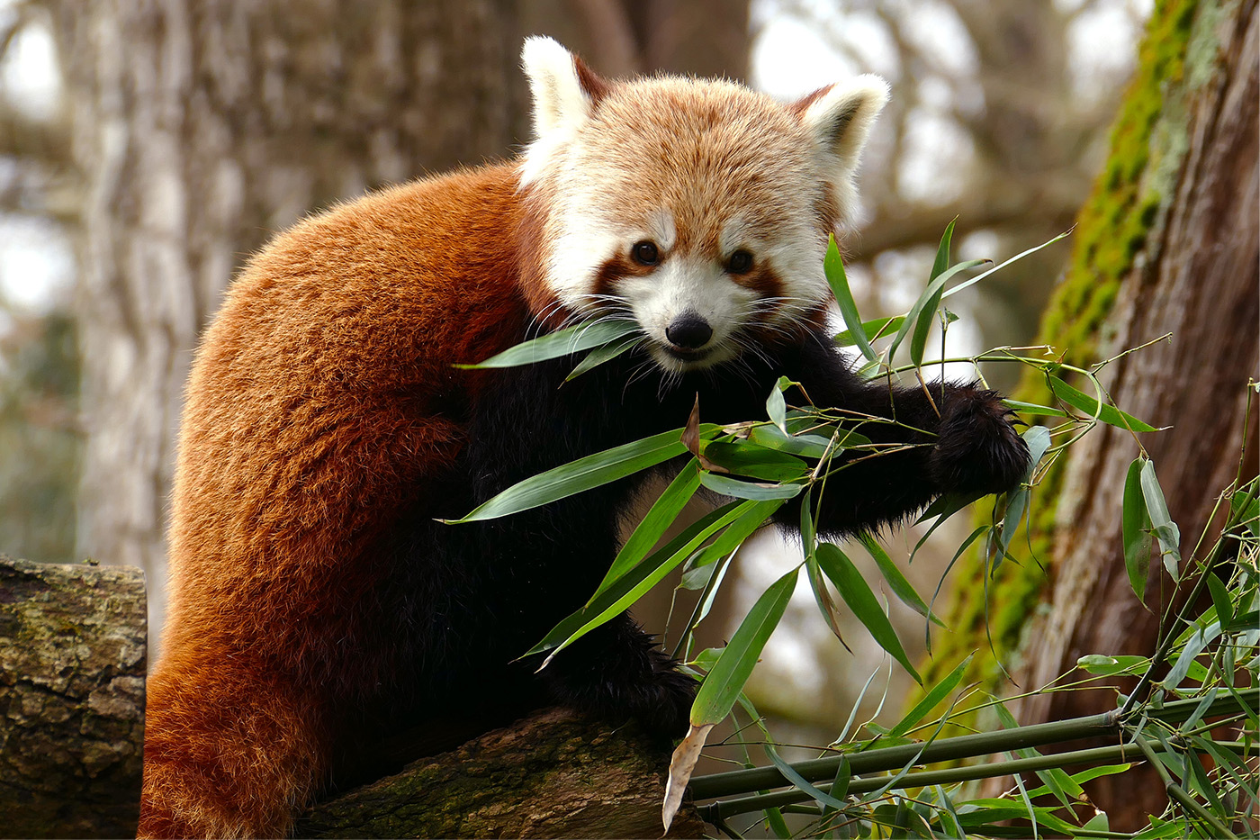 Foto 1: Mit dem jungen Weibchen aus Frankreich sind endlich wieder zwei Rote Pandas im Zoo Heidelberg unterwegs. (Foto: Petra Medan/Zoo Heidelberg)